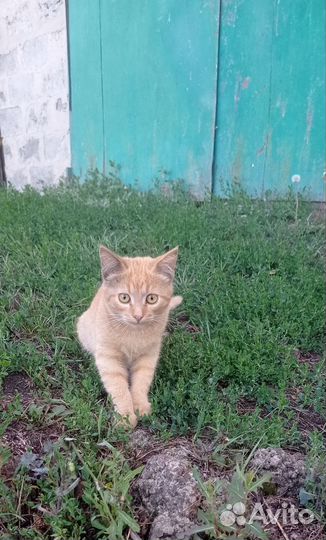 Рыжий котик