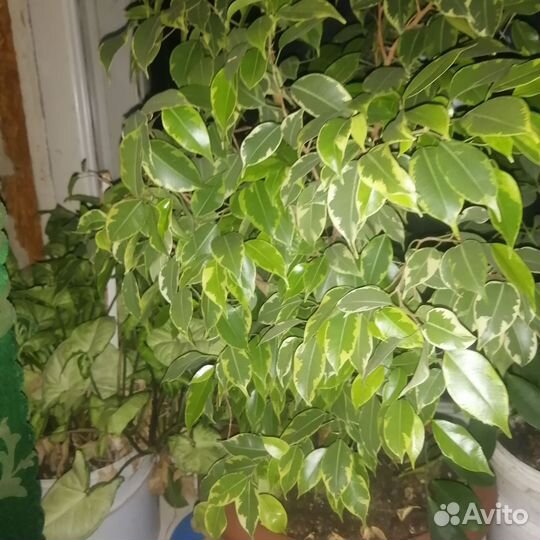 Фикус бенджамина пестролистный