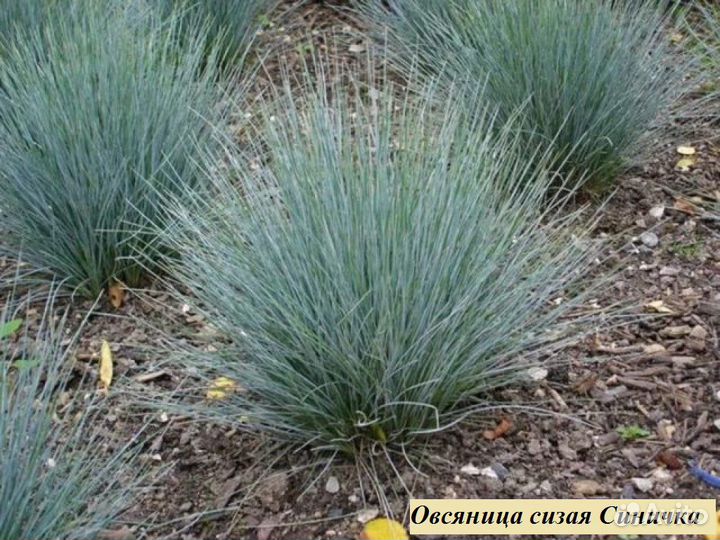 Многолетники