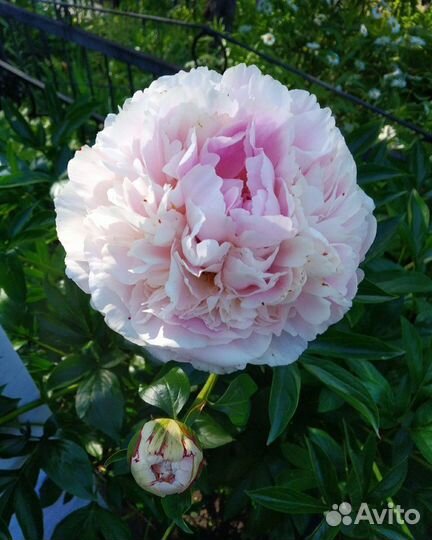 Пионы Сара Бернар и Корал шарм