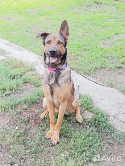 Немецкая овчарка