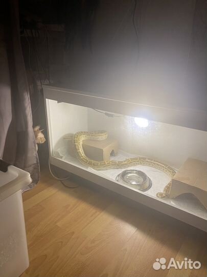 Террариум для змей и прочих рептилий