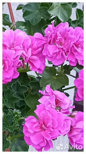 Плющелистная пеларгония