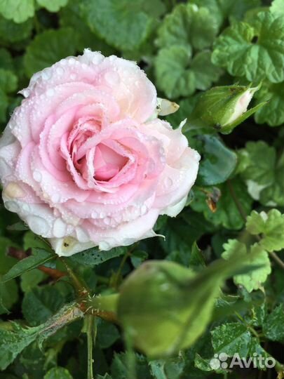 Растения садовые