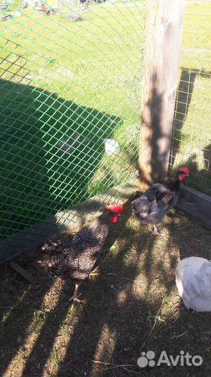 Петухи домашние