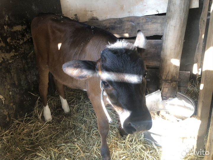 Теленок 4 месяца