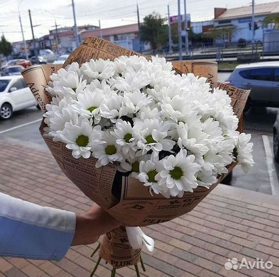 Хризантема