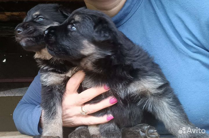 Продам щенят Немецкой овчарки