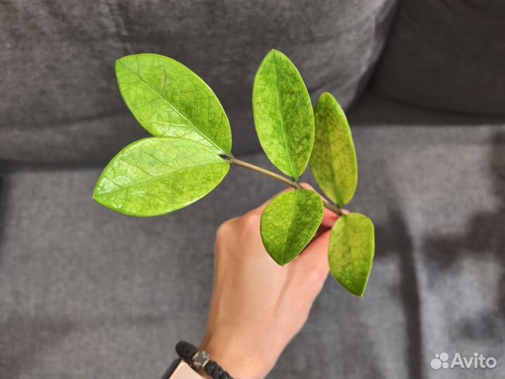 Замиокулькас Акебоно