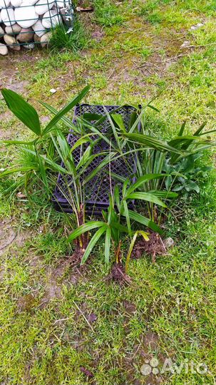 Пальма Трахикарпус Форчуна веерная