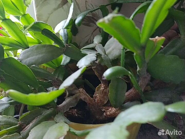 Декабрист шлюмбергера розовый