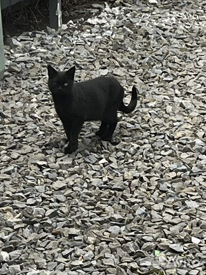 Кошки в добрые руки