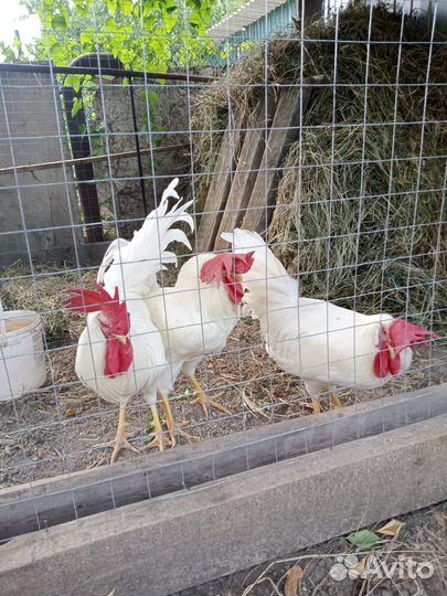 Петухи породы Легорн. 1 год