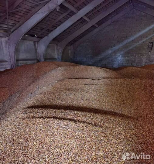 Сахарная свёкла, Фасоль на корм/посев