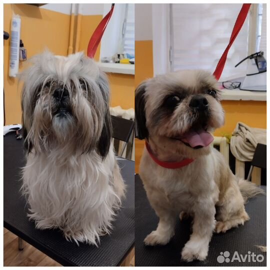 Стрижка собак и кошек (груминг)