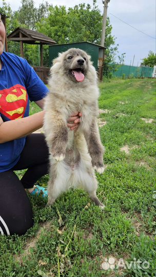 Молодая девочка в добрые руки