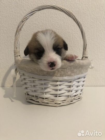 Чистокровные щенки Вельш Корги Пемброк