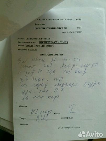 Вязка Кобель Джек Рассел