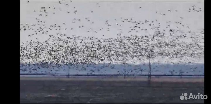 Охота на гуся