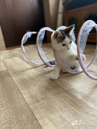 Пристраиваем котенка