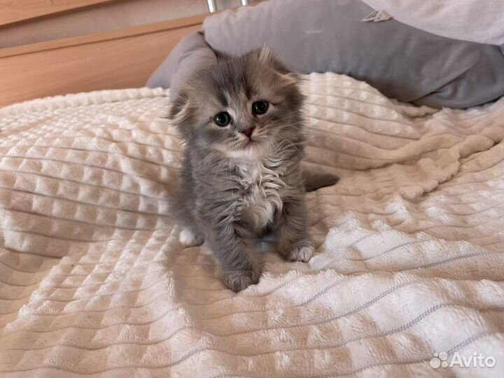 Шотландская вислоухая