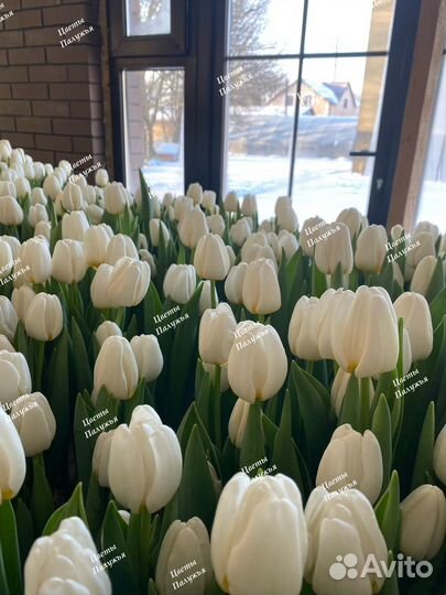 Тюльпаны к 8 марта оптом