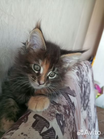 Кошечка Майн кун