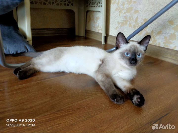 Сиамский котёнок
