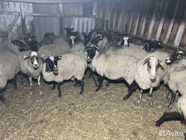 Бараны овцы стадо