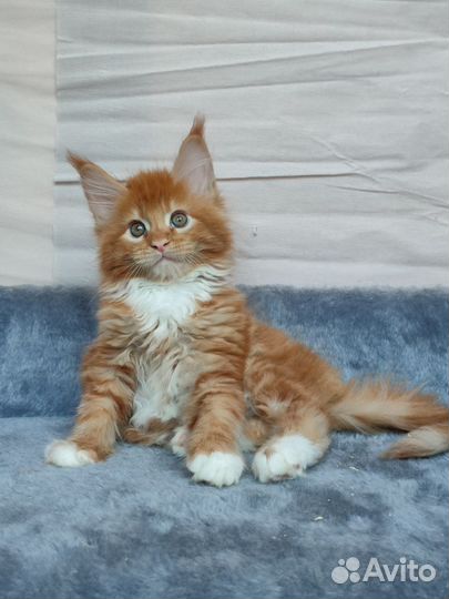 Мальчики мейн-кун