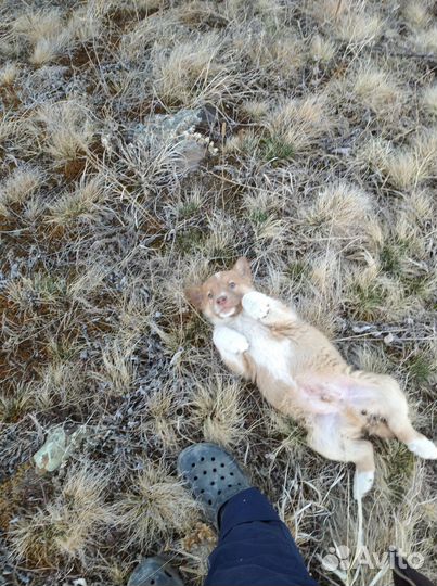 Щенят в добрые руки отдам бесплатно