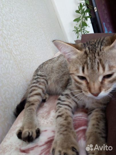 Котенок девочка 3,5 месяца