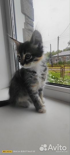 Кошки в добрые руки