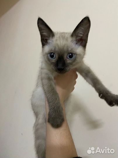 Малышка ищет дом