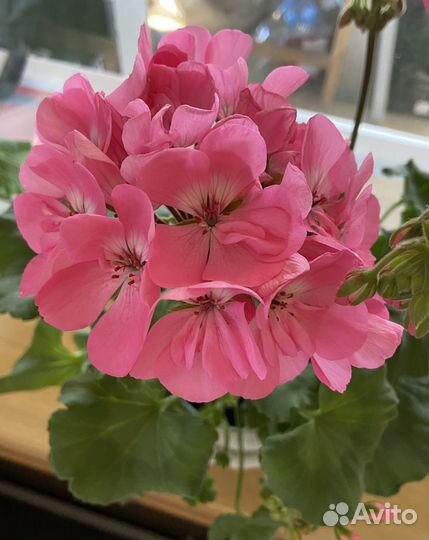 Пеларгония герань