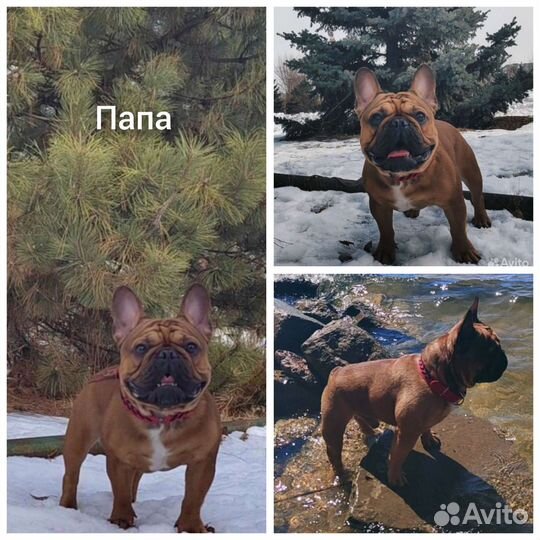 Щенки французского бульдога