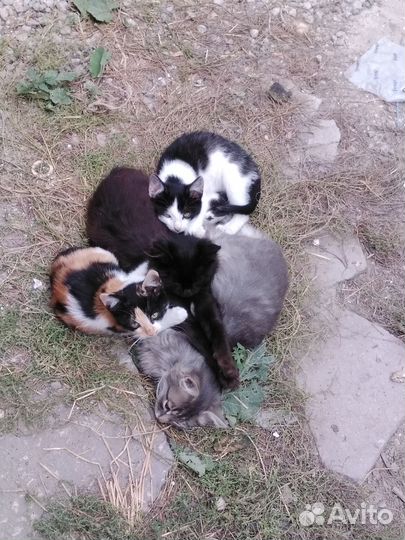 Котята в добрые руки