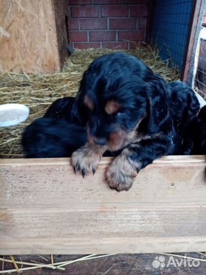 Щенки спаниеля