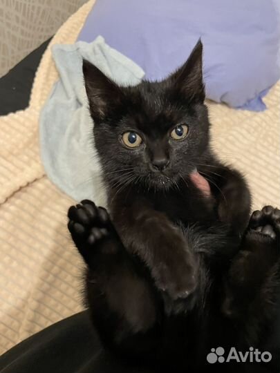 Черный котенок