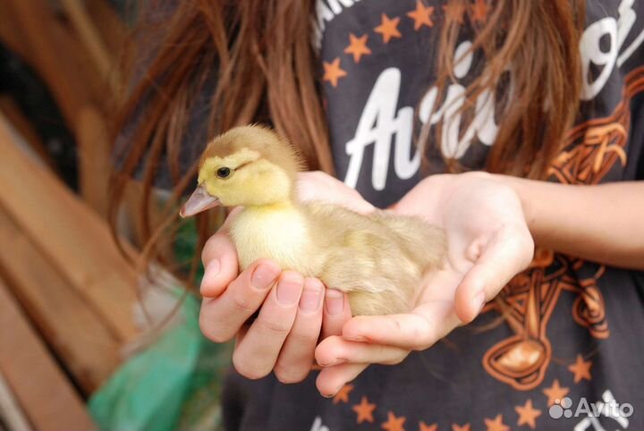 Мускусные утки тяжёлая линия разные окрасы