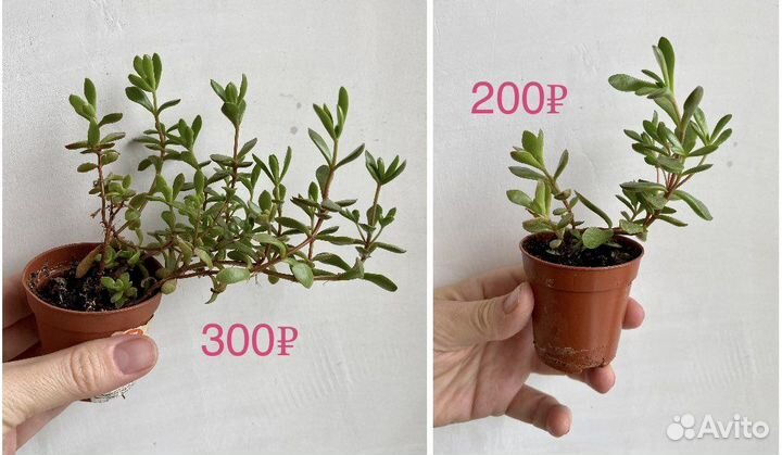 Суккуленты