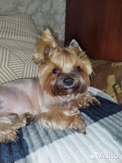 Вязка,Йорк,стандарт