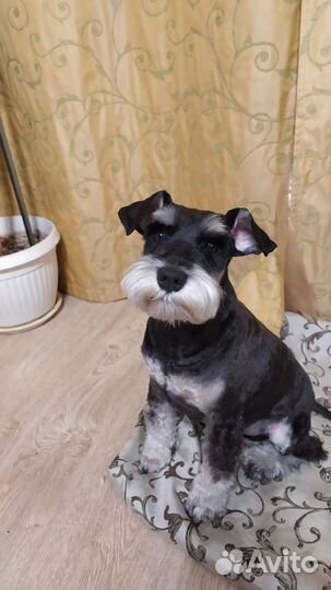 Цвергшнауцер, вязка