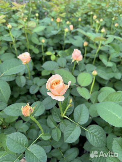 Саженцы Роз оптом и розница