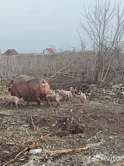 Продам поросят