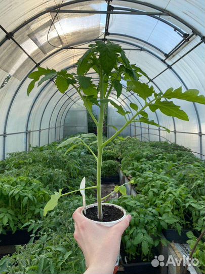 Рассада помидоров томатов