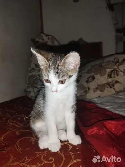 Отдам бесплатно котят