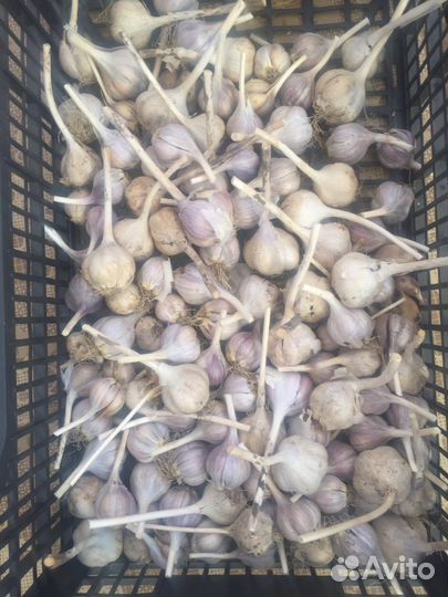 Озимый чеснок