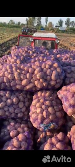 Овощи опт и розница