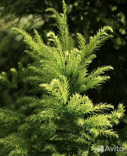 Криптомерия вечнозеленая